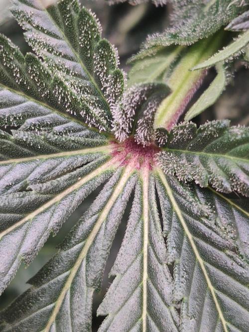 Gelato Dream Anesia Seeds. Week 9 - Gelato Dream (Anesia Seeds)