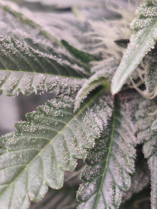 Gelato Dream Anesia Seeds. Week 9 - Gelato Dream (Anesia Seeds)