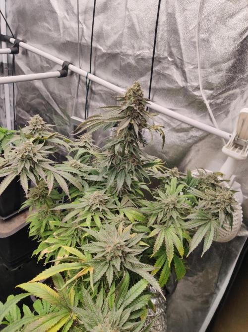 Honey Fried Bananas Anesia Seeds. Week 12 - Honey Fried Bananas (Anesia Seeds)