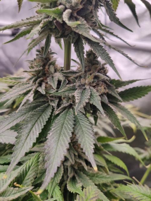 Honey Fried Bananas Anesia Seeds. Week 12 - Honey Fried Bananas (Anesia Seeds)