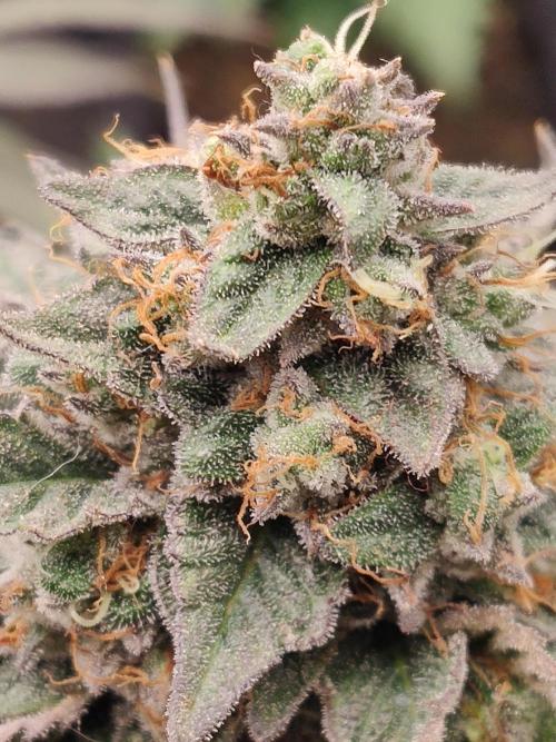 Honey Fried Bananas Anesia Seeds. Week 12 - Honey Fried Bananas (Anesia Seeds)