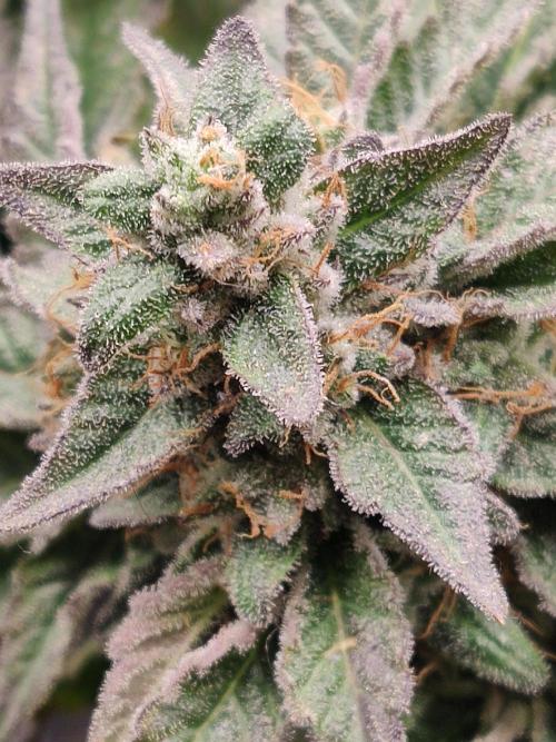 Honey Fried Bananas Anesia Seeds. Week 12 - Honey Fried Bananas (Anesia Seeds)