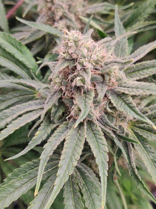 Privileged Baddie Anesia Seeds. Week 12 - Privileged Baddie (Anesia Seeds)