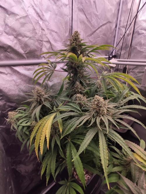 Privileged Baddie Anesia Seeds. Week 12 - Privileged Baddie (Anesia Seeds)