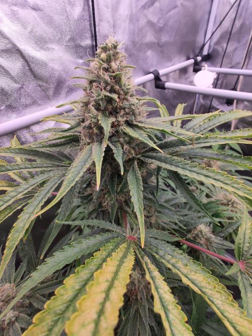 Privileged Baddie Anesia Seeds. Week 12 - Privileged Baddie (Anesia Seeds)