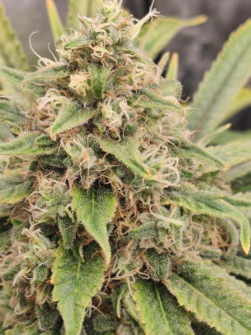 Privileged Baddie Anesia Seeds. Week 12 - Privileged Baddie (Anesia Seeds)
