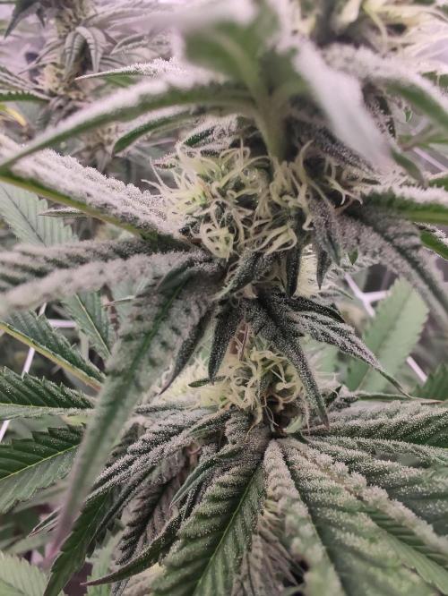 Greasi Lemons 2.0. Week 3 - Greasi Lemons 2.0