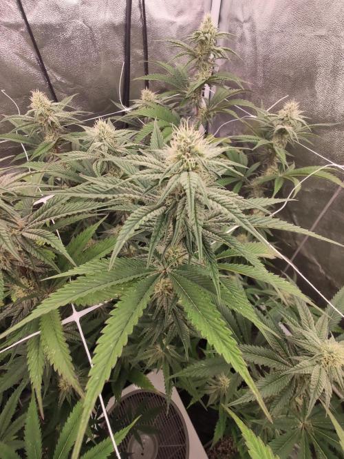 Greasi Lemons 2.0. Week 3 - Greasi Lemons 2.0