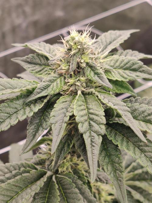 Lilac Diesel RBX2. Week 5