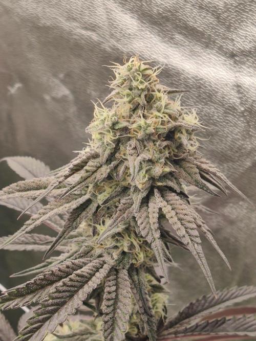 Greasi Lemons 2.0. Week 6 - Greasi Lemons 2.0 (Greasi Genetics)