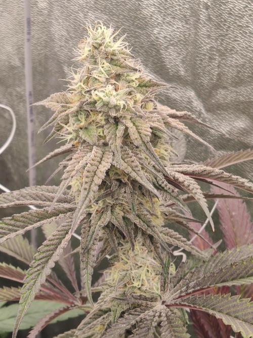 Greasi Lemons 2.0. Week 6 - Greasi Lemons 2.0 (Greasi Genetics) am Blütetag 49 