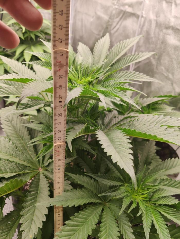 Herz OG. Week 3 - Herz OG (Exotic Seeds)