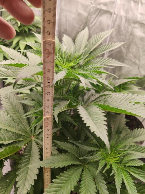 Herz OG. Week 3