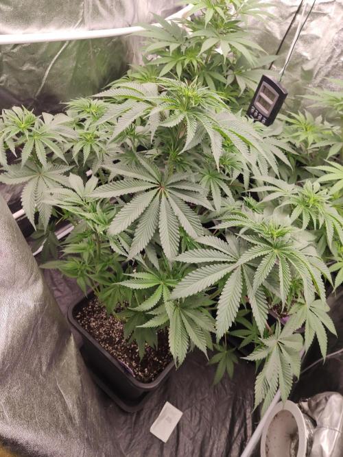 Herz OG. Week 4