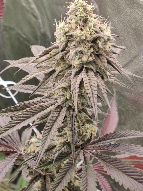 Greasi Lemon. Week 8