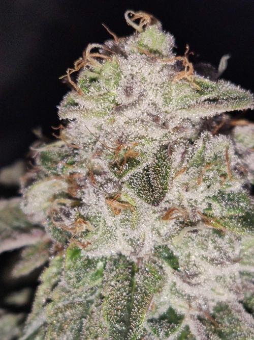 Lilac Diesel RBX2. Week 9