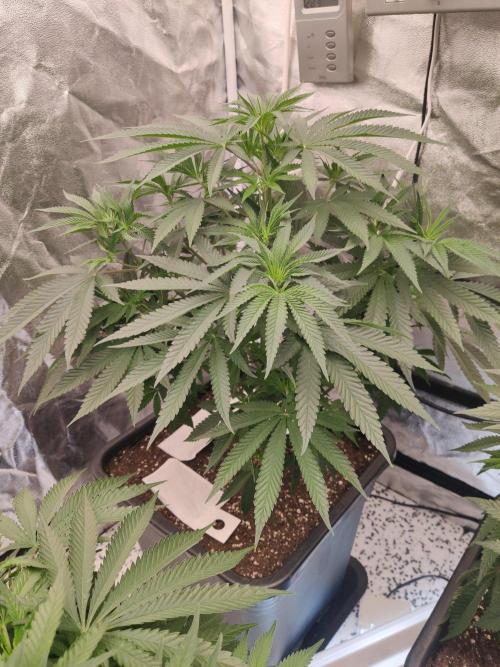 Malasaña Cookies Exotic Seed. Week 6 - Malasaña Cookies (Exotic Seed)