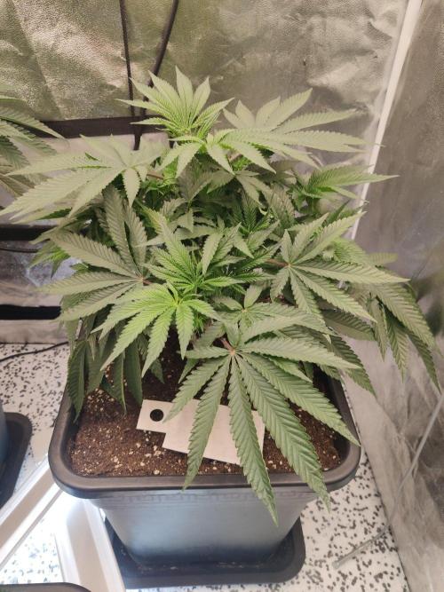 Malasaña Cookies Exotic Seed. Week 6 - Malasaña Cookies (Exotic Seed)