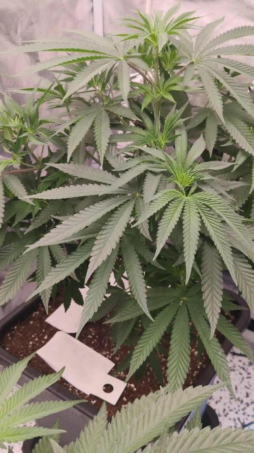 Malasaña Cookies Exotic Seed