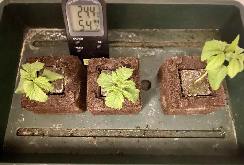 HSO BH/CB/AH. Week 2