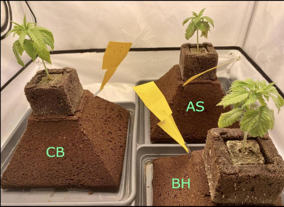 HSO BH/CB/AS. Week 3
