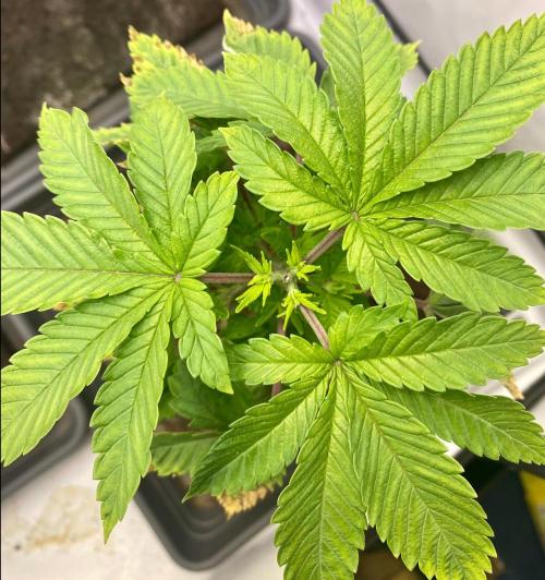 HSO BH/CB/AS. Week 4 - Cinnamon Buddha Mutant. Three colas. Perfect symmetry…