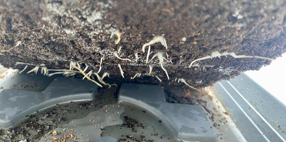 HSO BH/CB/AS. Week 4 - Roots very healthy. Alreasy at the bottom.