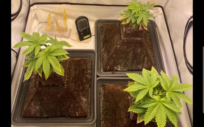 HSO BH/CB/AS. Week 4 - Group photo. Deficits very normal. No need for bottom leafes…