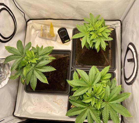 HSO BH/CB/AS. Week 5 - Crown jewels