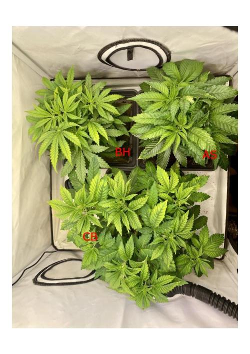HSO BH/CB/AS. Week 6 - Eazy Plug Pyramides, the best choice for small tends.
