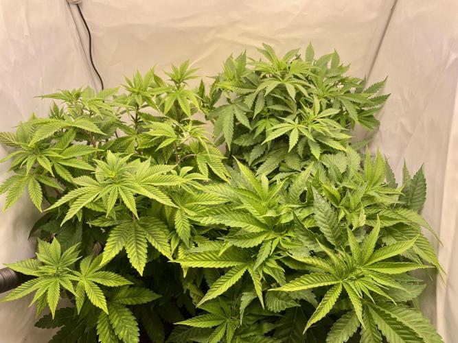 HSO BH/CB/AS. Week 7