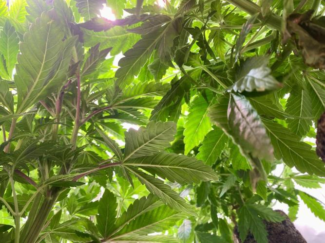 HSO BH/CB/AS. Week 7