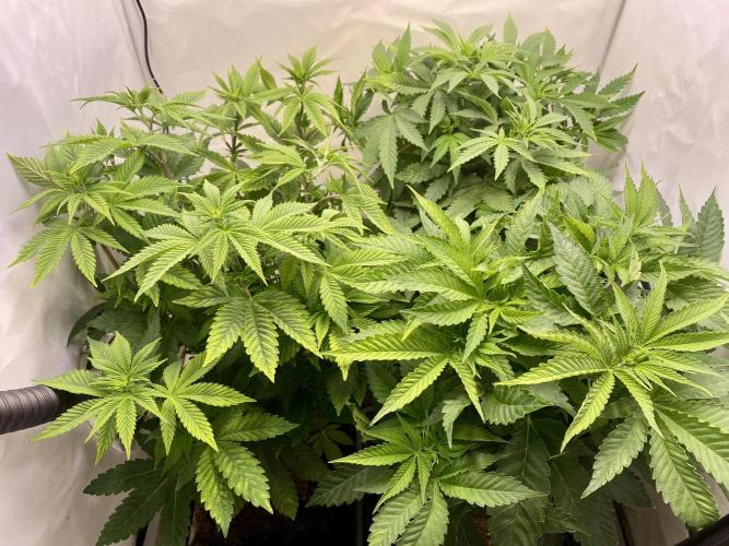 HSO BH/CB/AS. Week 7