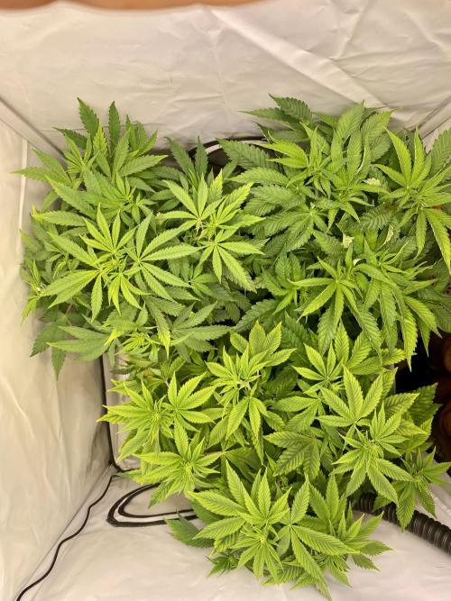 HSO BH/CB/AS. Week 7