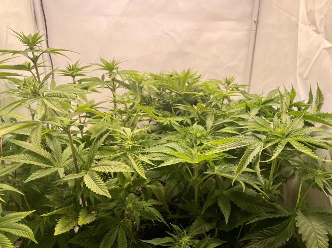 HSO BH/CB/AS. Week 8