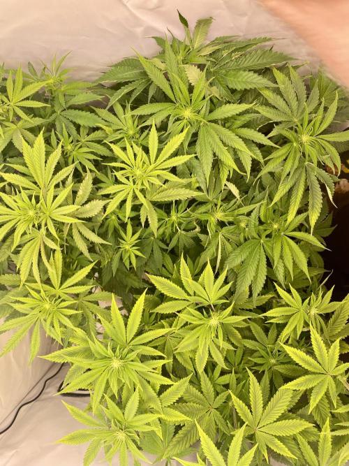 HSO BH/CB/AS. Week 8