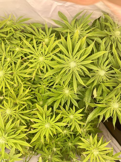 HSO BH/CB/AS. Week 9