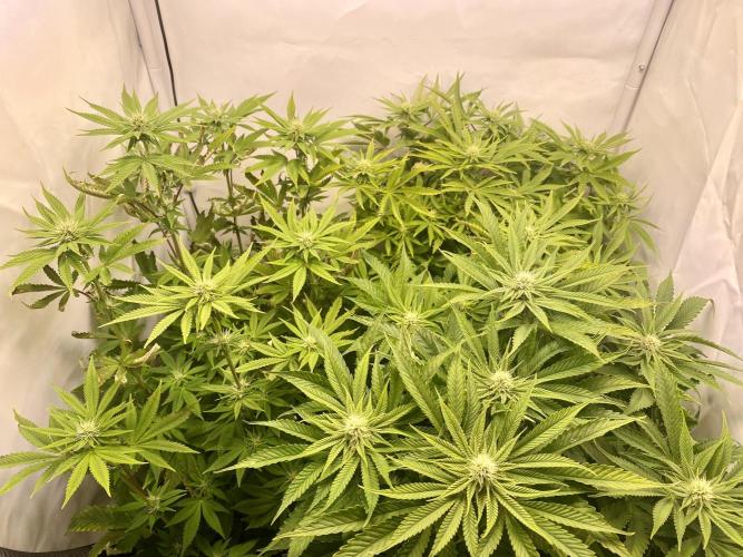 HSO BH/CB/AS. Week 9
