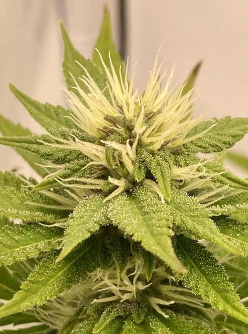 HSO BH/CB/AS. Week 10