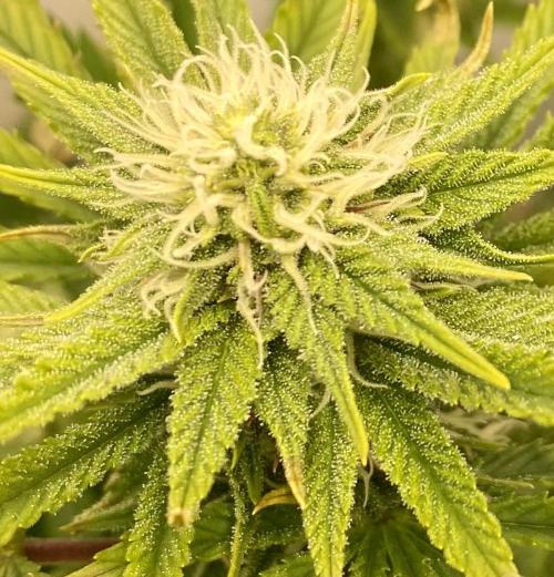 HSO BH/CB/AS. Week 10