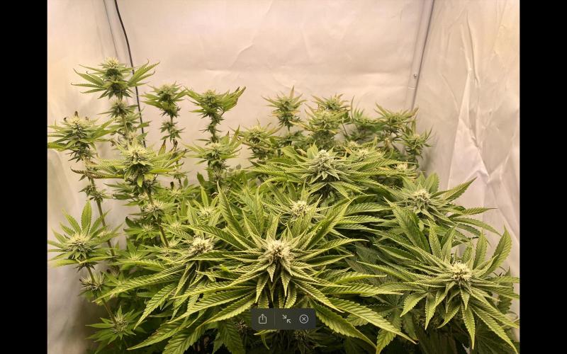 HSO BH/CB/AS. Week 10