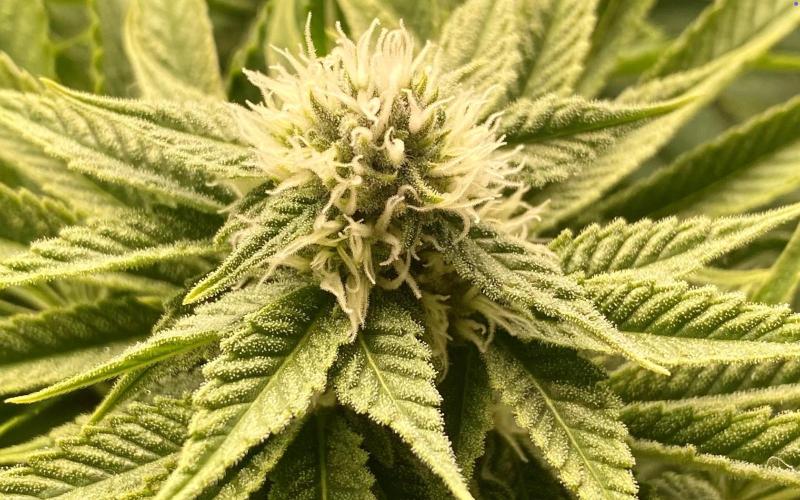 HSO BH/CB/AS. Week 10