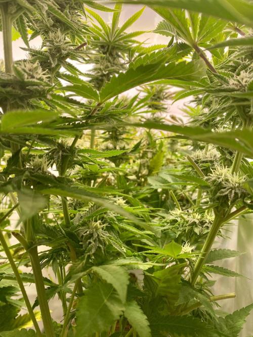 HSO BH/CB/AS. Week 11