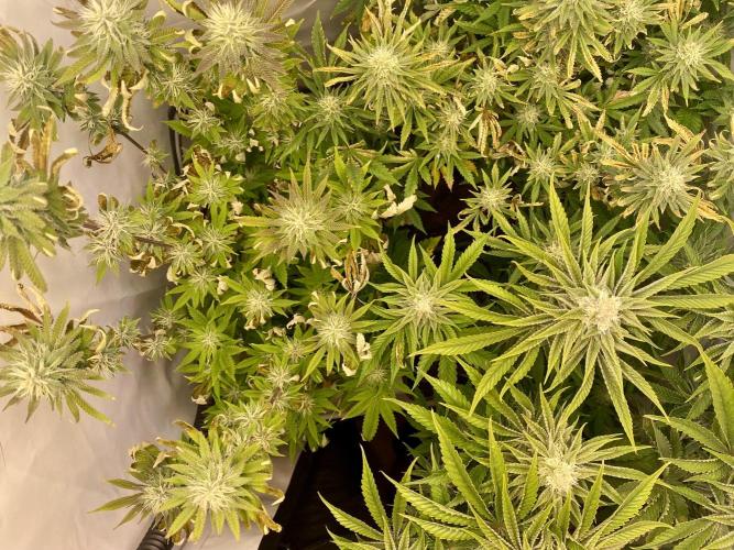 HSO BH/CB/AS. Week 11