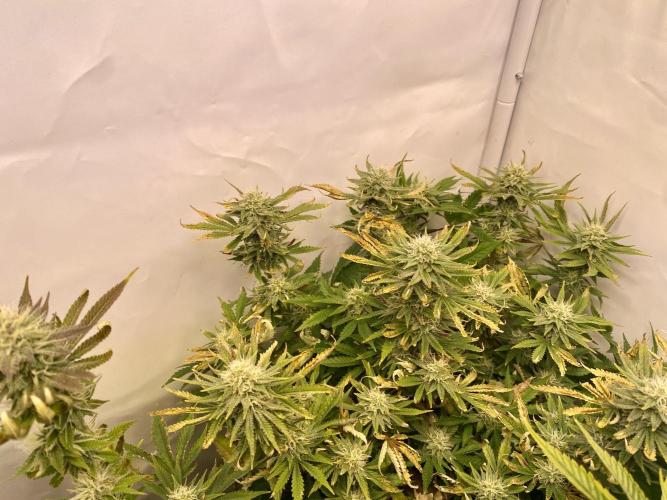 HSO BH/CB/AS. Week 11