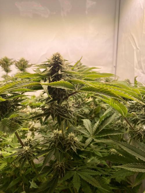 HSO BH/CB/AS. Week 11