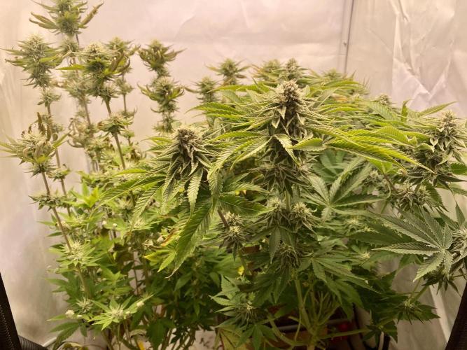 HSO BH/CB/AS. Week 11
