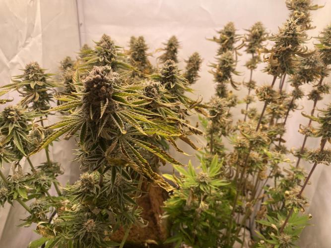 HSO BH/CB/AS. Week 13