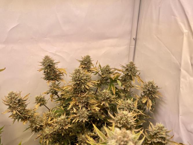 HSO BH/CB/AS. Week 13