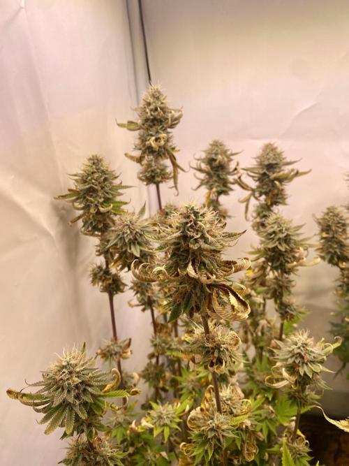 HSO BH/CB/AS. Week 13